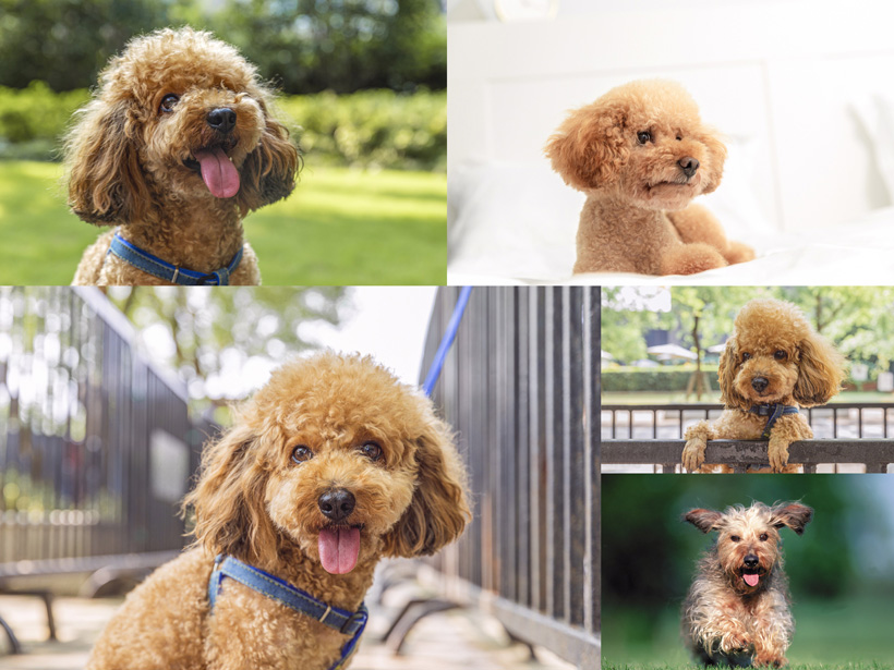 狗狗耳朵里掉入棉签了——宠物护理人员的紧急应对指南